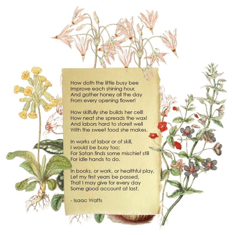Graphic featuring painted flowers and a poem by Isaac Watts about bees.