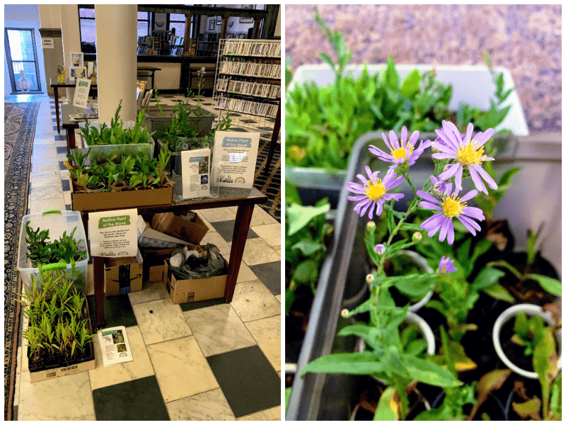 Two photographs of the Native Plant of the Week program showing seedlings